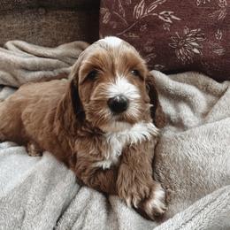 Goldendoodle Puppies from Cedarcrest Goldendoodles