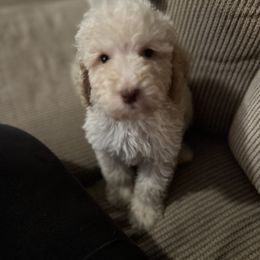 Goldendoodle and Labradoodle Puppies from Oodles of doodles nw ga