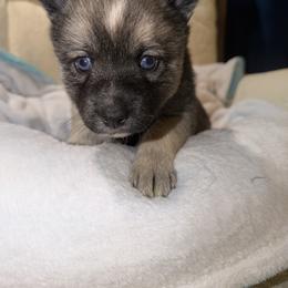 Gretel - Wolf sable female Pomsky puppy in New Bedford, Massachusetts from Roark Pack Chihuahua's & Pomsky's