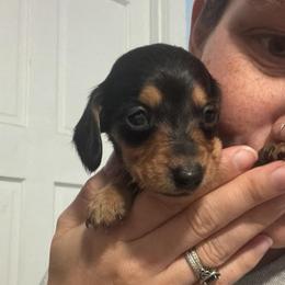 Sabrina - Black and tan female Dachshund puppy in Onalaska, Texas from Smokey Pines Dachshunds