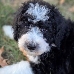 Oliver - male Australian Mountain Doodle puppy in Broken Arrow, Oklahoma from Tulsa Australian Mountain Doodles