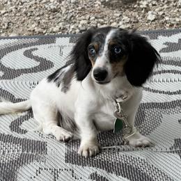 Willow - Dachshund