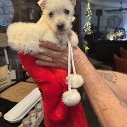 West Highland White Terrier Puppies from AKC Westies. Tami