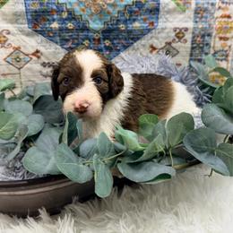 Hazel - Cream female Aussiedoodle puppy in Taylor, Missouri from Pawsitively Doodles