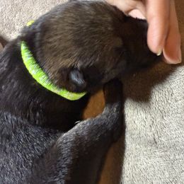 Girl 2 lime green - Sable female German Shepherd puppy in Newsoms, Virginia from A Tier Above Shepherds