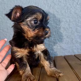 Torvi - Black and gold female Yorkshire Terrier puppy in Cape Coral, Florida from Katherine’s Yorkies and Poodles