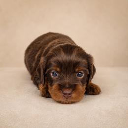 Scooby - Brown male Cavapoo puppy in Floyd, Virginia from Hearts and Paws Poodles and Doodles