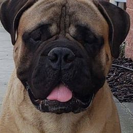 Bullmastiffs from Hurricane Bullmastiffs