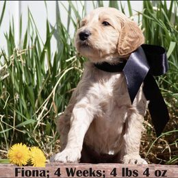 Goldendoodle Puppies from Sammy’s Doodles