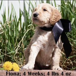 Goldendoodle Puppies from Sammy’s Doodles