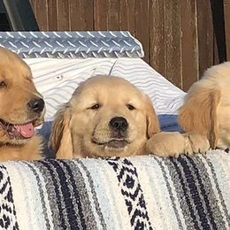 Golden Retrievers from Timberland Goldens