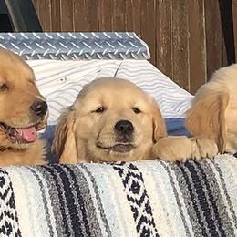 Golden Retrievers from Timberland Goldens