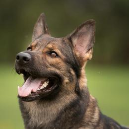 Zelda - German Shepherd