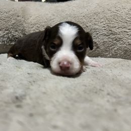 Chase - Red tri-color male Miniature American Shepherd puppy in Terryville, Connecticut from Spirited Aussies