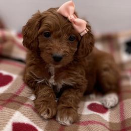 Holly - Red  female Goldendoodle puppy in Kansas City, Kansas from Bella & Ivy’s Mini Goldendoodles of KC