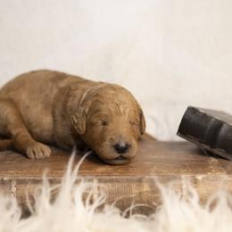 Linus - Red  male Goldendoodle puppy in Seffner, Florida from Gold Diamond Pup
