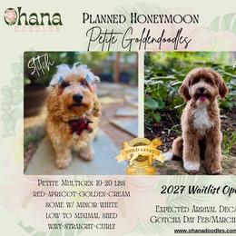 Goldendoodle puppies from Ohana Doodles