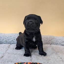 Olive - female Patterdale Terrier puppy in Yucaipa, California from Moormont Kennels