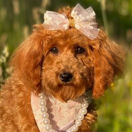 Shelby - Poodle