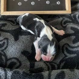 Independence - Tri-color male Cavalier King Charles Spaniel puppy in Corona, California from Kelton Cavaliers
