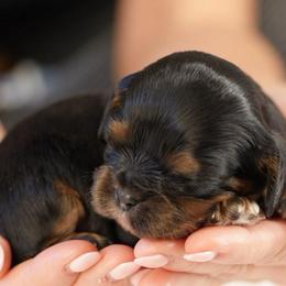 Moose - Black and tan male Cavalier King Charles Spaniel puppy in Greensboro, North Carolina from Hyde Park Cavaliers