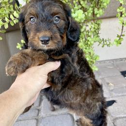 Muffin - Tri-color female Bernedoodle puppy in Superior, Arizona from Mountain Bridge Doodles