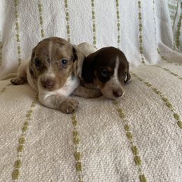Dachshund Puppies from Destiny's Dachshunds