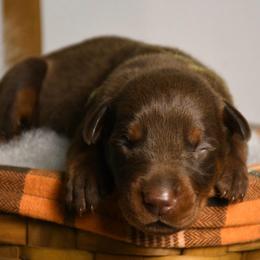 Boy 1 - Red and rust male Doberman Pinscher puppy in Overton, Texas from Obsidian Kennel