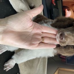 Poodle Puppies from Heart and Soul Standard Poodles