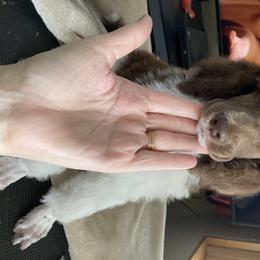 Poodle Puppies from Heart and Soul Standard Poodles