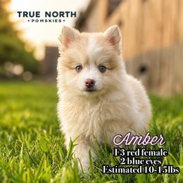 Amber - Red and white female Pomsky puppy in Olathe, Kansas from True North Pomskies