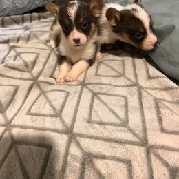 American Corgi, Cardigan Welsh Corgi, and Pembroke Welsh Corgi Puppies from Coopers Korner