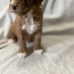 Cockapoo and Goldendoodle Puppies from Jax Doodles
