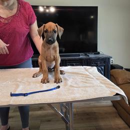 Blue collar - Rd whtn blk nose male Rhodesian Ridgeback puppy in Ocala, Florida from Avanti Ridgebacks
