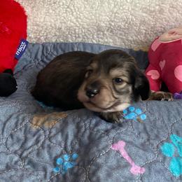 Ana-Cream Sable - Sable female Dachshund puppy in Wolf Lake, Indiana from Canisteo Dachshunds