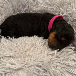 Pink - Black and tan female Airedale Terrier puppy in Huntersville, North Carolina from Cool Hand Luke Kennels