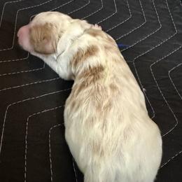 Dark blue collar - Parti male Goldendoodle puppy in Winchester, Tennessee from Mahaffey’s Doodles