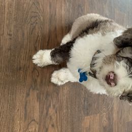 Aussiedoodle, Goldendoodle, and Poodle Puppies from Northern Aussiedoodles