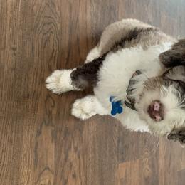 Aussiedoodle, Goldendoodle, and Poodle Puppies from Northern Aussiedoodles