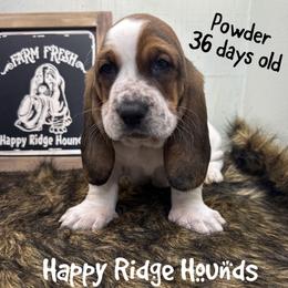 Powder - Black brown and white male Basset Hound puppy in Mebane, North Carolina from Happy Ridge Hounds