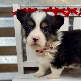 Spade - Black and tan male Pembroke Welsh Corgi puppy in Hotchkiss, Colorado from Grand Mesa Corgis