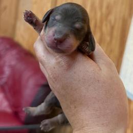 Frank Heffley - Chocolate and cream male Dachshund puppy in Stamford, Texas from West Texas Miniature Dachshunds