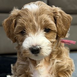 Lady - Apricot female Goldendoodle puppy in Coeur D’alene, Idaho from Griffitts Doodles