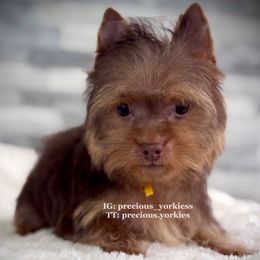 Yellow Collar - Chocolate and tan male Yorkshire Terrier puppy in Madera, California from Precious Yorkies