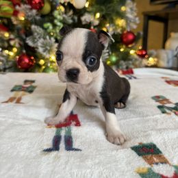 Clover - Black brindle and white female Boston Terrier puppy in Kentucky from Graceful Paws