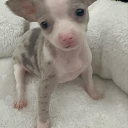 Miniture Ms Bella Rose charting 3-4 lb 6800 - Merle female Chihuahua puppy in Las Vegas, Nevada from Quality Poms Chihuahua Yorkies of Las vegas