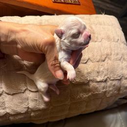 Long coat boy price: 4,800 - Gold male Chihuahua puppy in Summerfield, Florida from Uey’s Chihuahuas