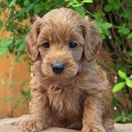 Brittany - Pink Collar - Red female Cavapoo puppy in Kingwood, Texas from Kingwood Goldendoodles