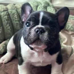 Hank - Brindle and white male French Bulldog puppy in Ashland, Ohio from HazyDayFrenchies