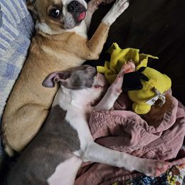 ViVi - Boston Terrier